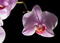 Orchidee 1